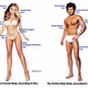 Illustration for article titled Here are the perfect male and female bodies, according to men and women